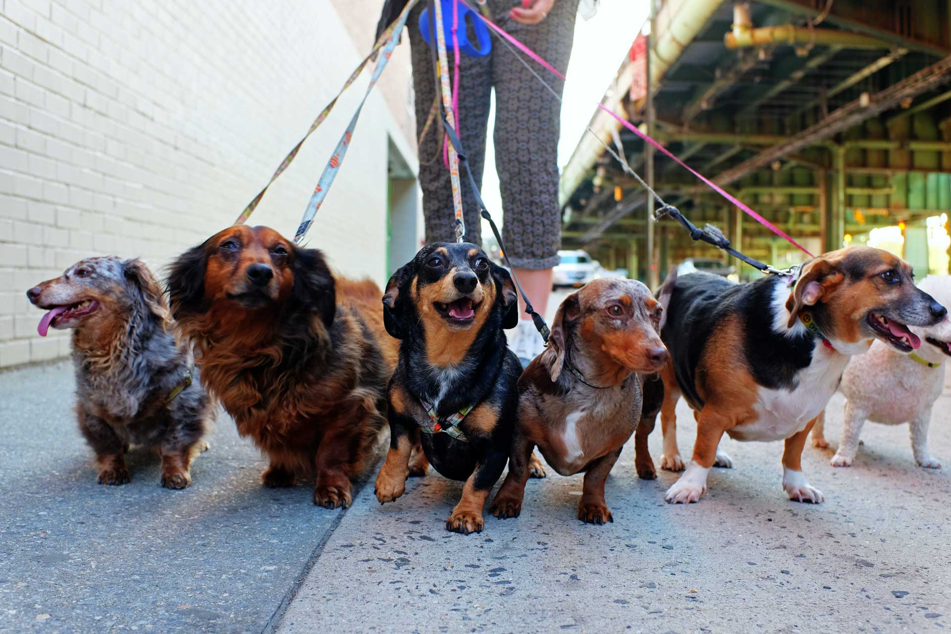 Dog Walker Walking Dogs