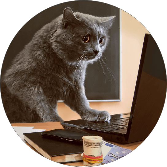 Kitten At Laptop