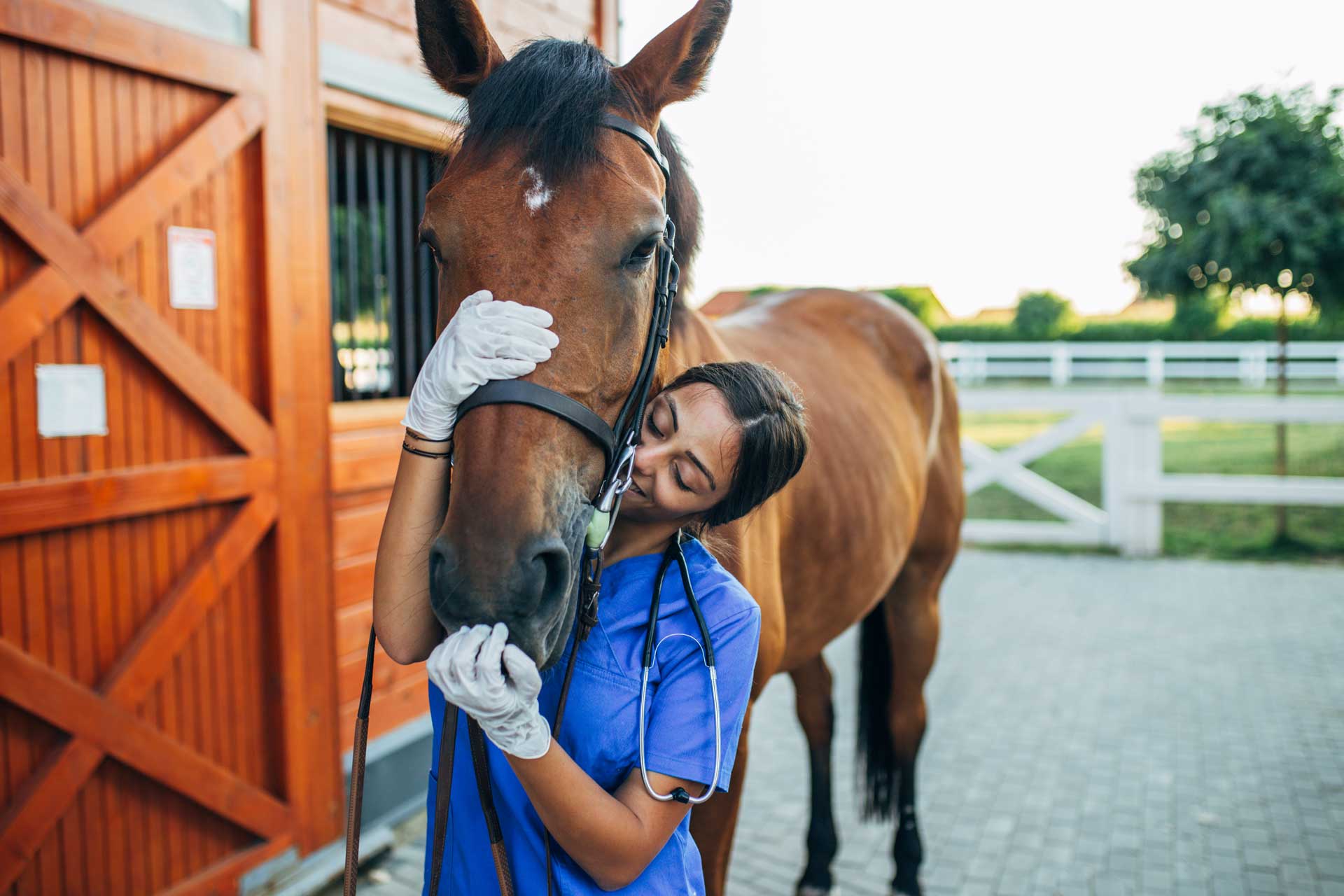 Vet With Horse